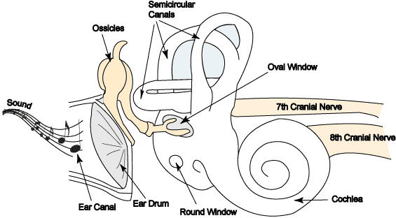 Inner ear anatomy diagram